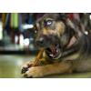 Cadet Gourmet Braided Bully Stick Natural Dog Chew Treat