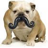 Stache Fetch Dog Toy (30% OFF)
